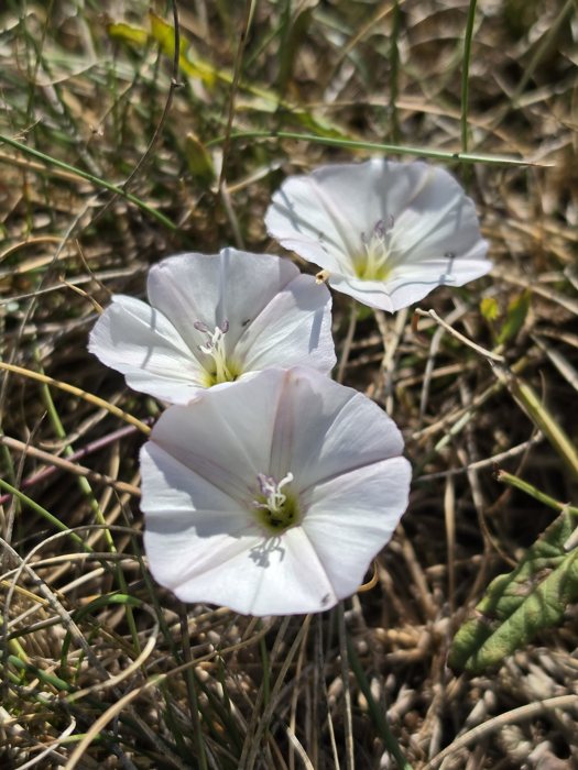 Drei weiße Ackerwinden-Blüten mit rosa Streifen im trockenen Gras