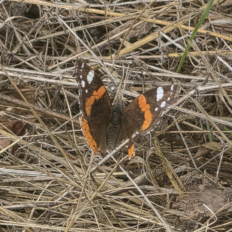 Admiral mit offenen Flügeln, schwarz mit orangeroter Binde