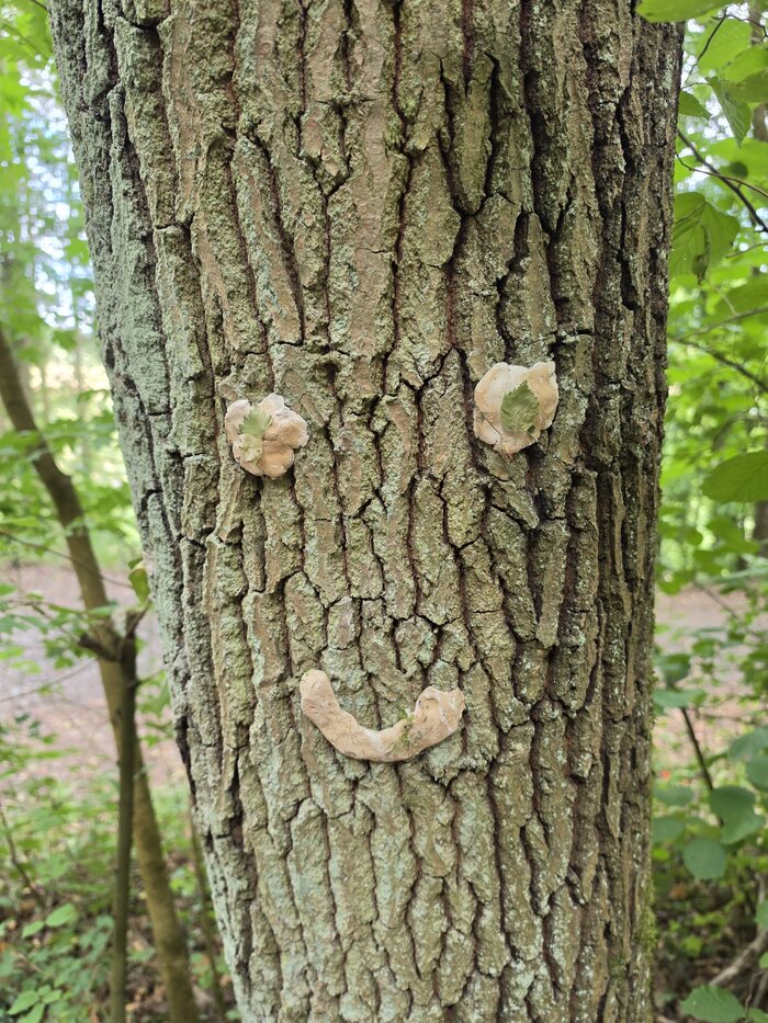 Ahornstamm mit fein gefurchter Rinde und einem aufgeklebten Smiley