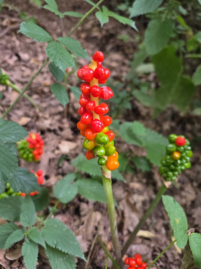 Ähre aus roten, orangen und grünen Beeren des Gefleckten Aronstabs