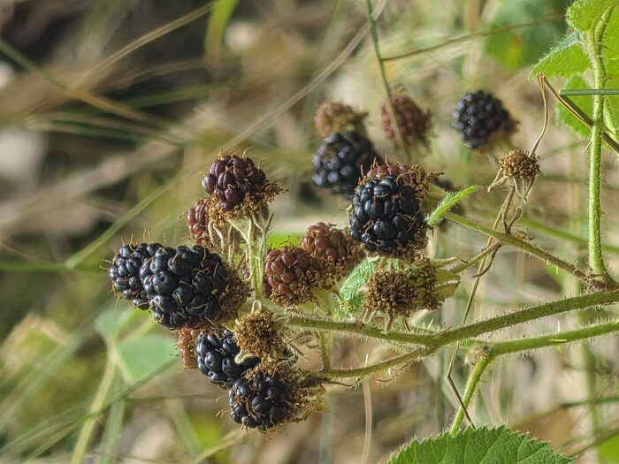 Brombeeren in grün, rot und schwarz