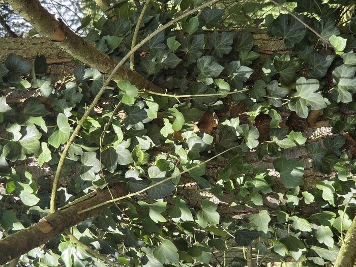 Efeu mit gelappten Blättern rankt an einem Baumstamm hoch