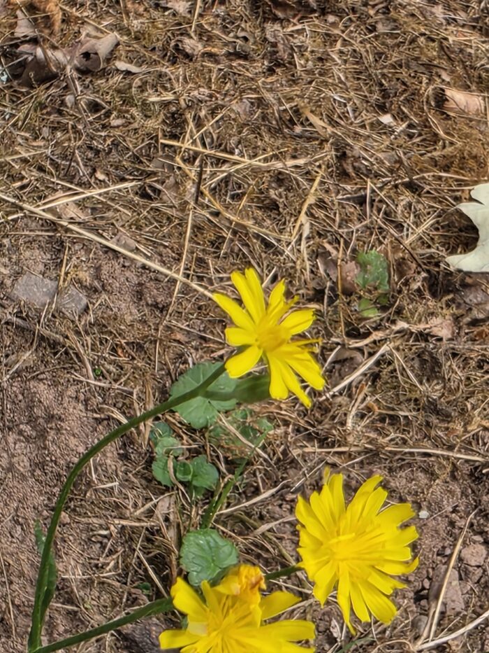 Gelbe Blütenköpfe des Ferkelkrauts über trockenem Boden