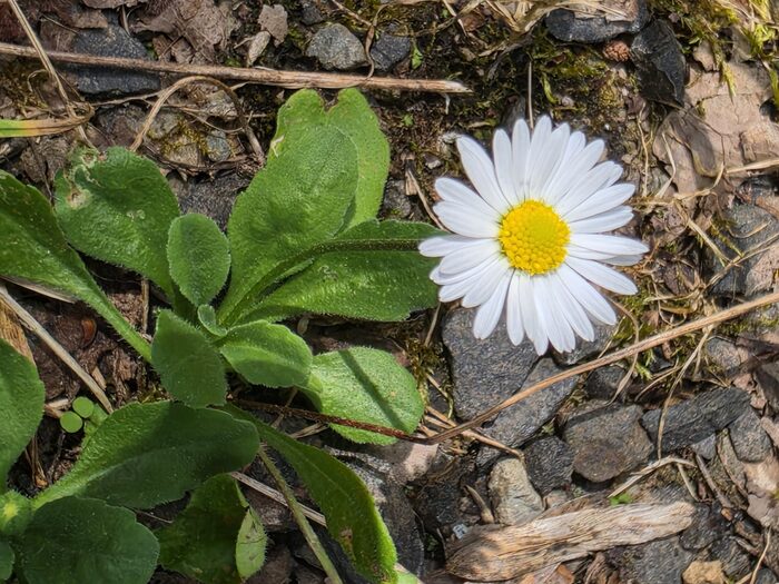 Gänseblümchen mit weißen Zungenblüten und gelber Mitte über einer Blattrosette