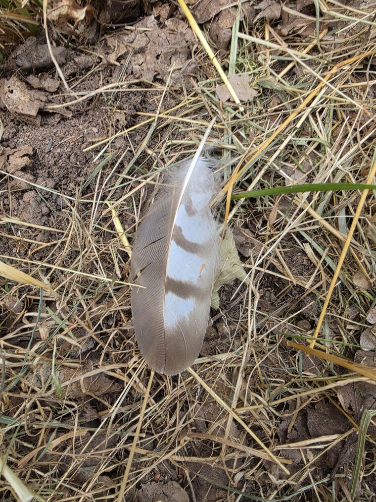 Graue Feder mit dunklen Querbinden auf dem Waldboden