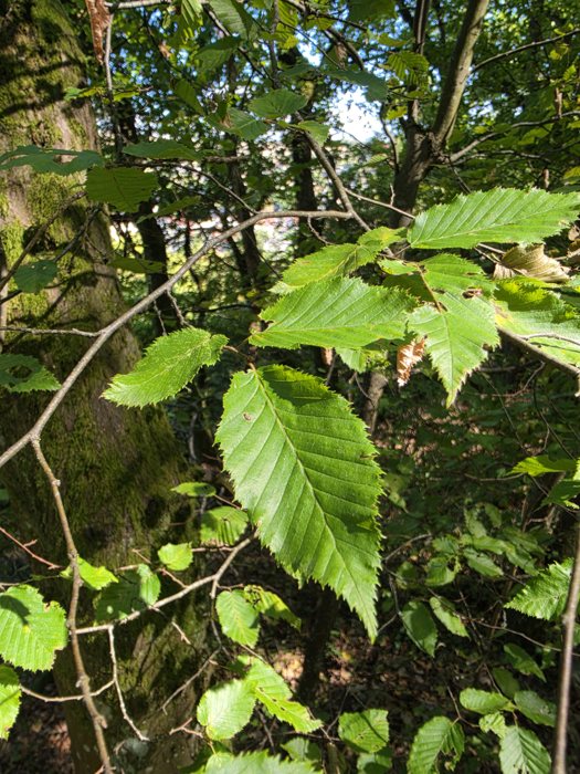 Hainbuchen-Blätter, doppelt gesägt mit stark ausgeprägten parallelen Seitennerven