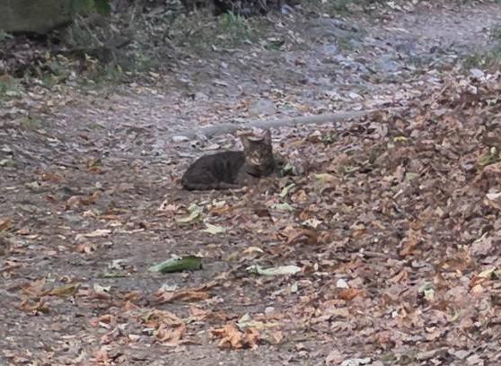 Getigerte Katze liegt mitten auf dem Weg