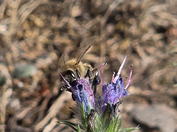 Honigbiene auf einer Natternkopf-Blüte