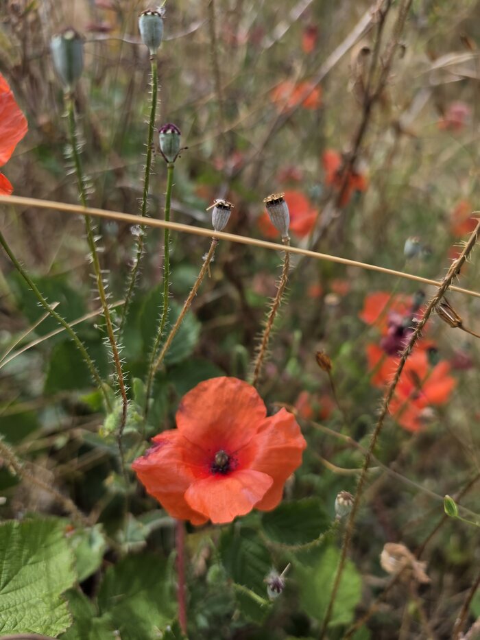 Roter Klatschmohn mit Blüte, Knospen und kugeligen Samenkapseln