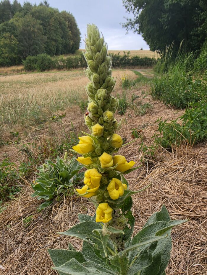 Königskerze mit gelbem Blütenstab und wolliger Rosette