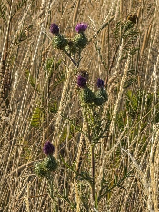 Purpurne Distelblüten im Morgenlicht