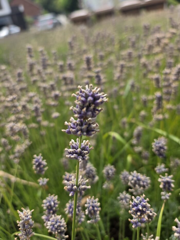 Lavendelblüten, schon leicht ins Gräuliche verblasst, mit etwas Restlila
