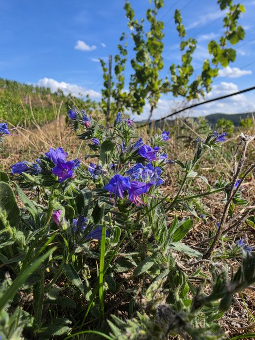 Natternkopf mit blauen Trichterblüten und rosa Knospen am Weinbergrand