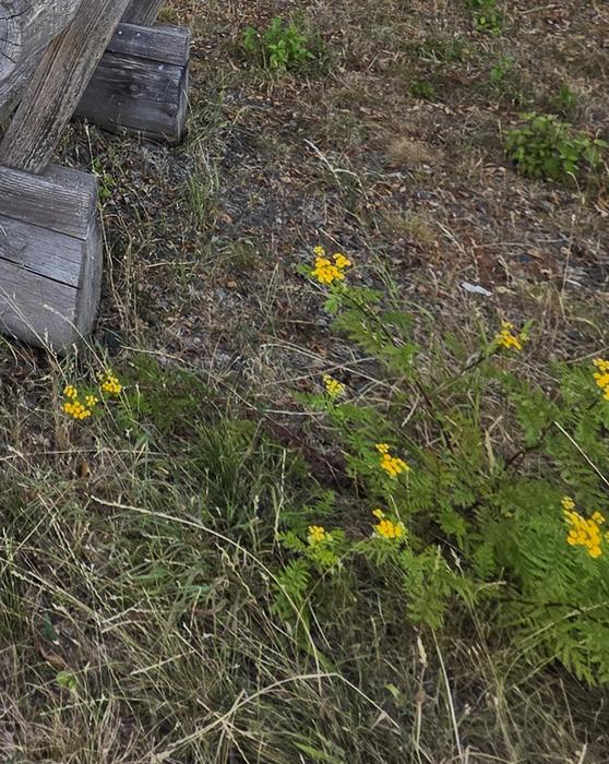 Rainfarn mit gelben Knopfblüten