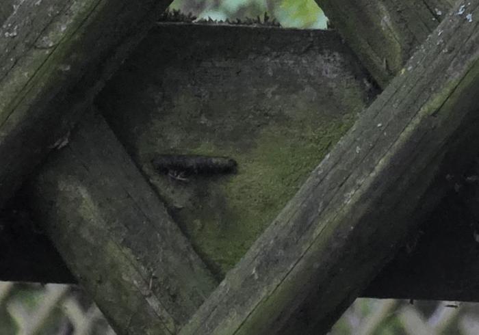 Haarige dunkle Raupe auf dem Friedhofszaun