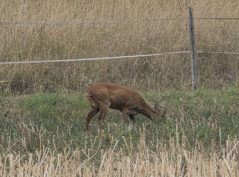 Rehbock im Sommerfell grast auf einer Wiese
