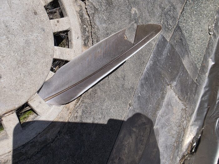 Graue Handschwinge einer Ringeltaube auf einem Gullideckel