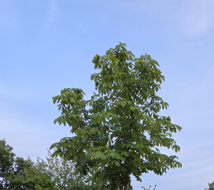 Junge Rosskastanie am Rastplatz