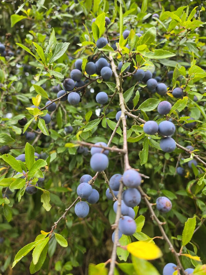 Blauschwarze Schlehenfrüchte mit weißem Reif an einem dornigen Zweig