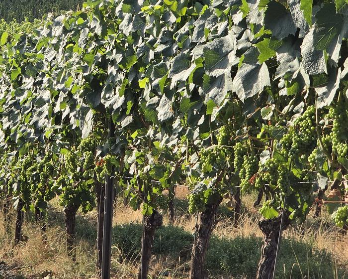 Unreife Trauben an der Weinrebe