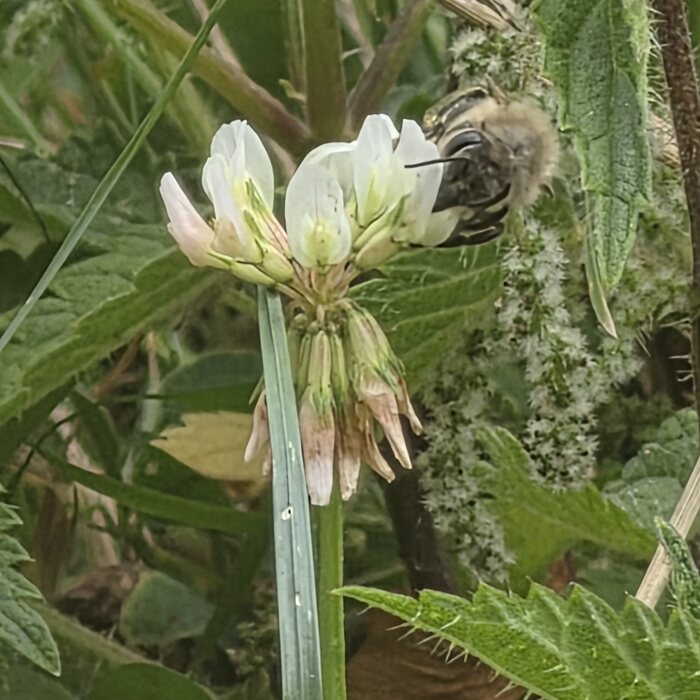 Weißkleeblüte mit einer Wildbiene als Besucherin