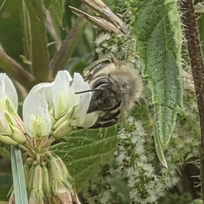 Wildbiene im Arten-Album