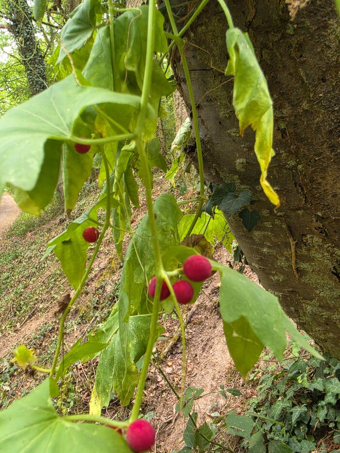 Kletternde Zaunrübe mit gelappten Blättern und roten Beeren
