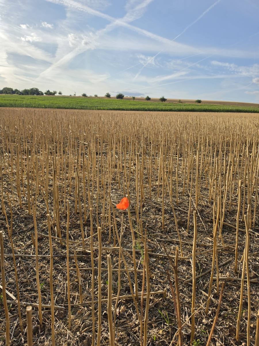 Eine einzige Mohnblume im abgeernteten Feld.