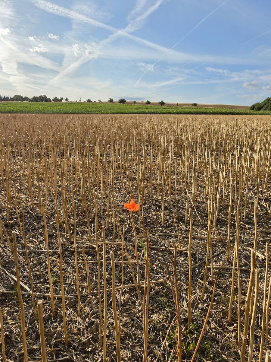 Die Mohnblume, etwas weiter weg.