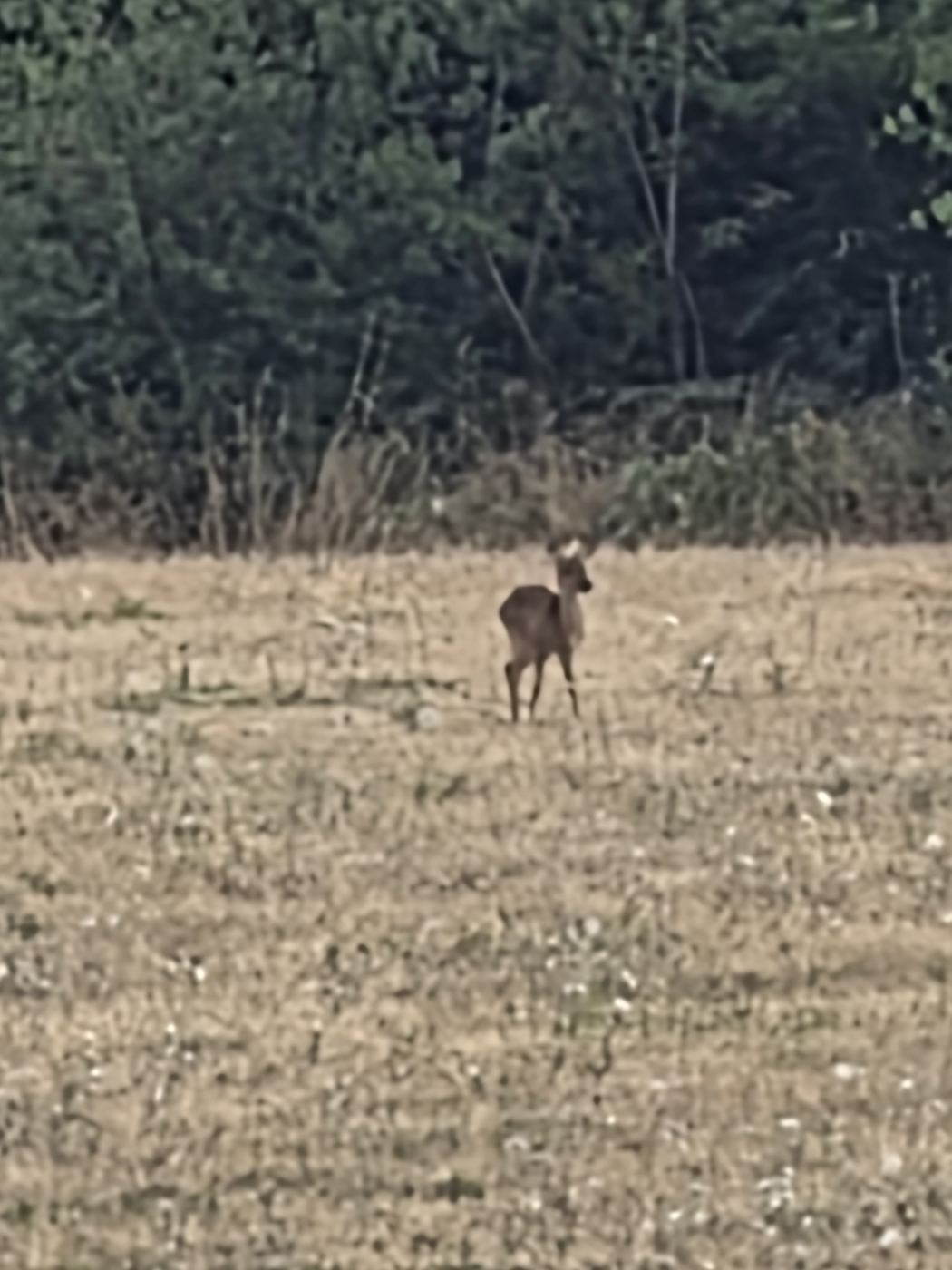 Zwei Rehe am Rand eines Stoppelfelds vor dunklem Gebüsch