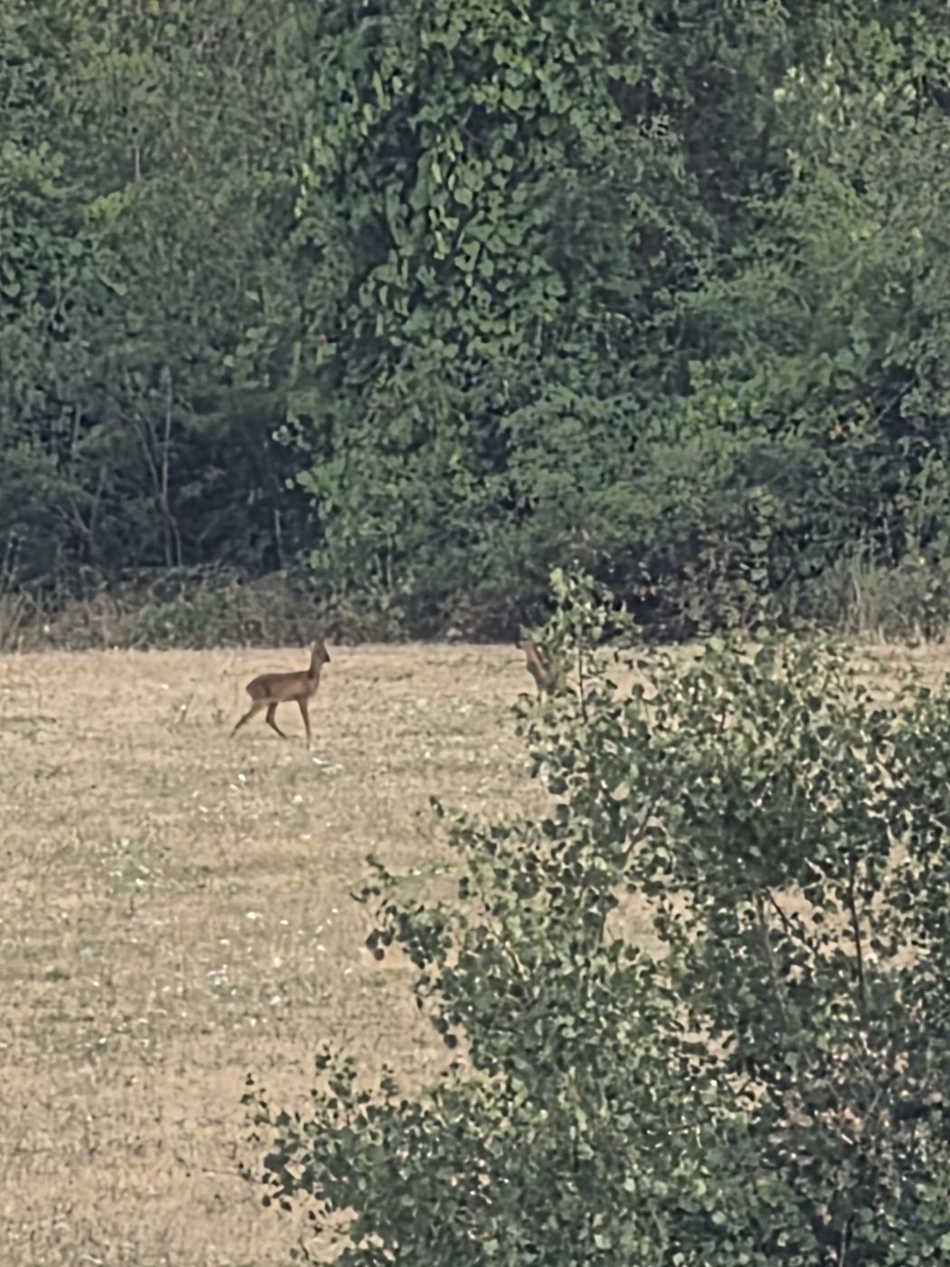 Reh überquert den Feldweg, ein zweites wartet im Gebüsch