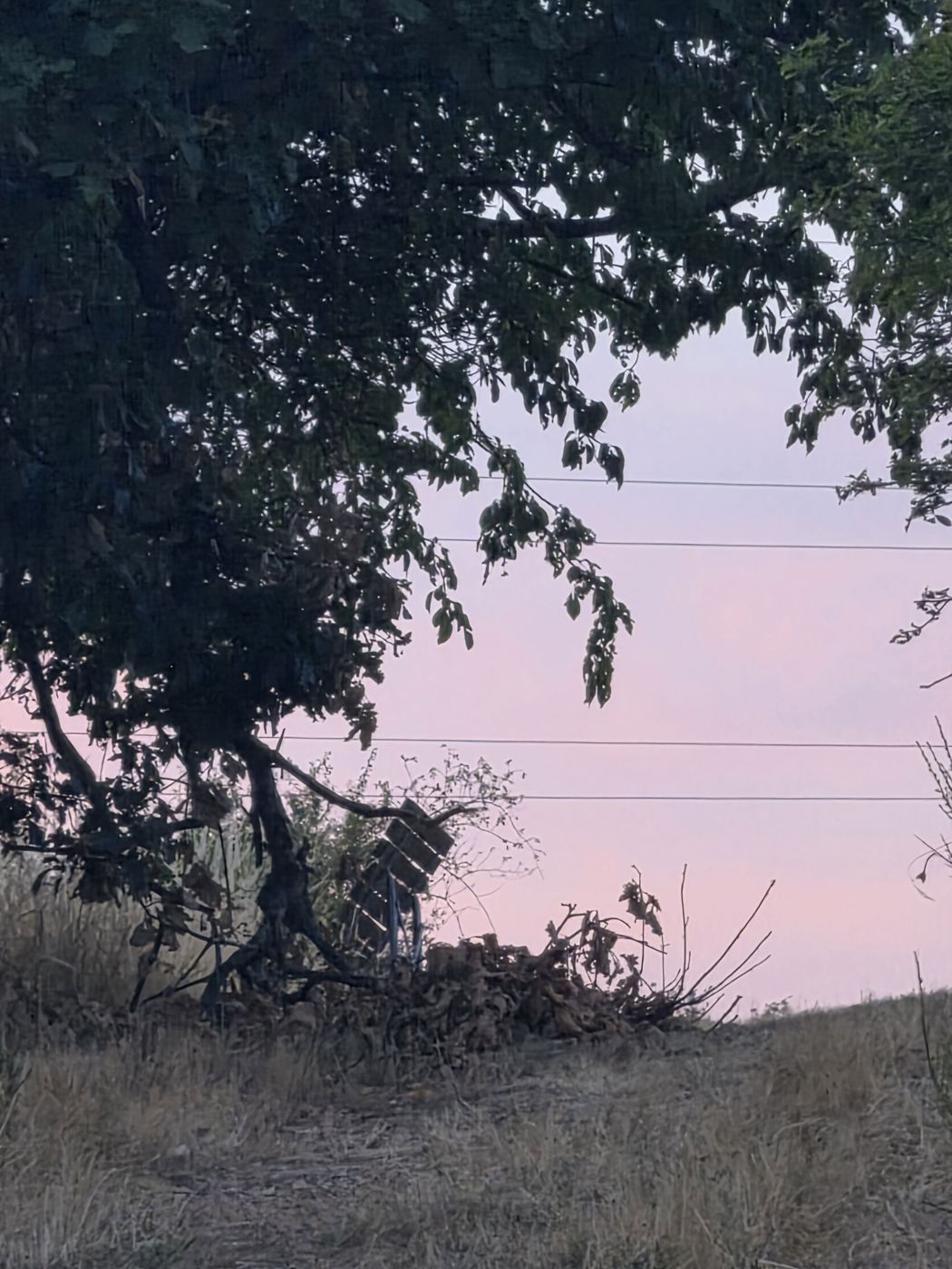 Silhouette von Bäumen und der Liege vor rosa Abendhimmel mit Stromleitungen