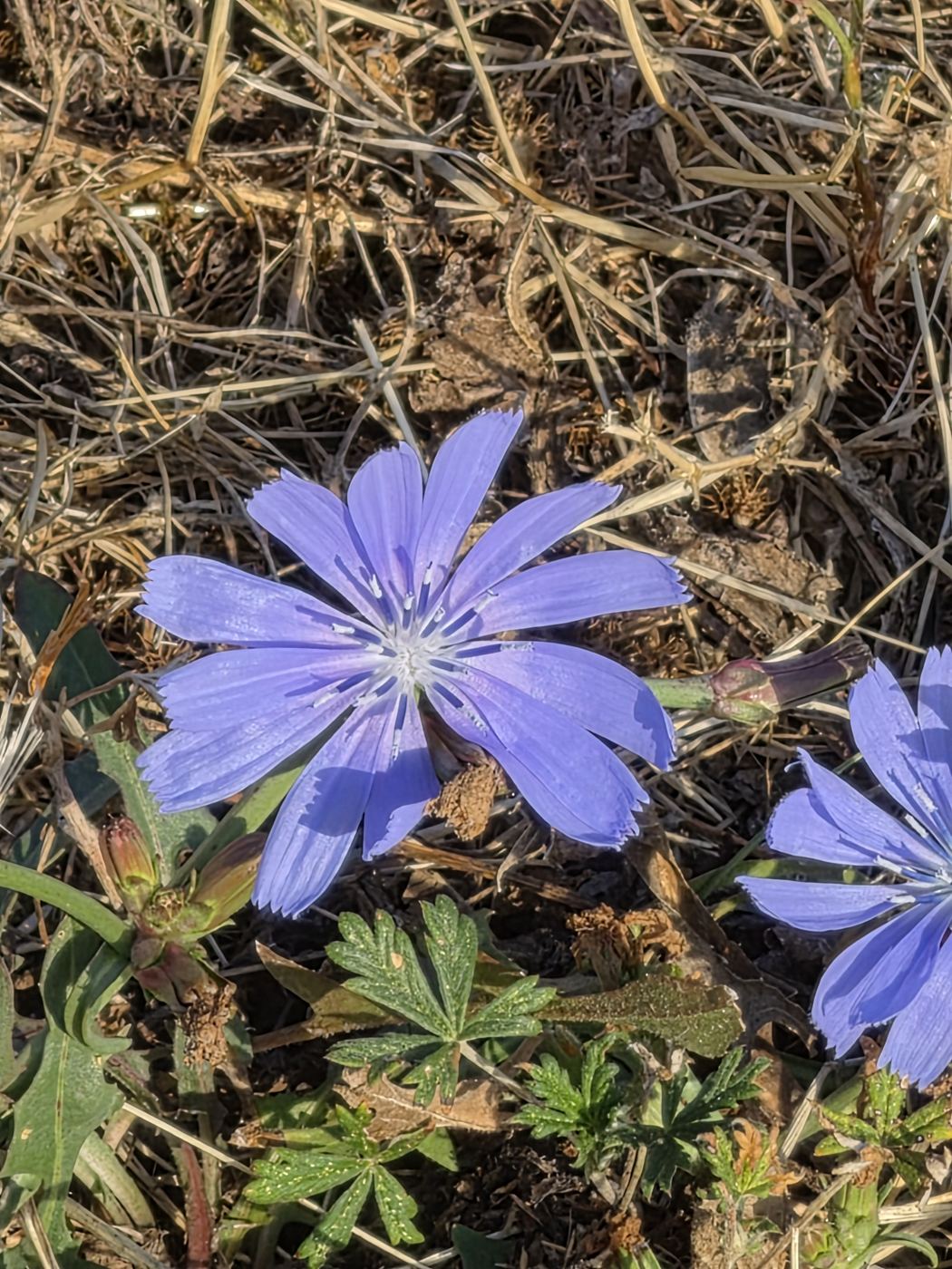Nahaufnahme einer himmelblauen Wegwarten-Blüte