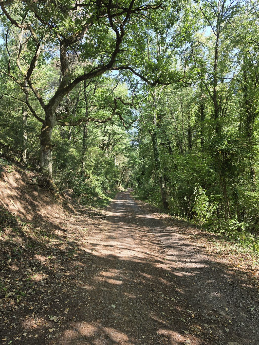 Sonnengesprenkelter Waldweg, auf dem eben noch ein Reh stand