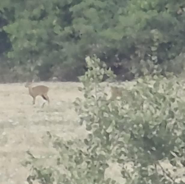 Zwei Rehe auf dem Stoppelfeld, Standbild aus dem Video