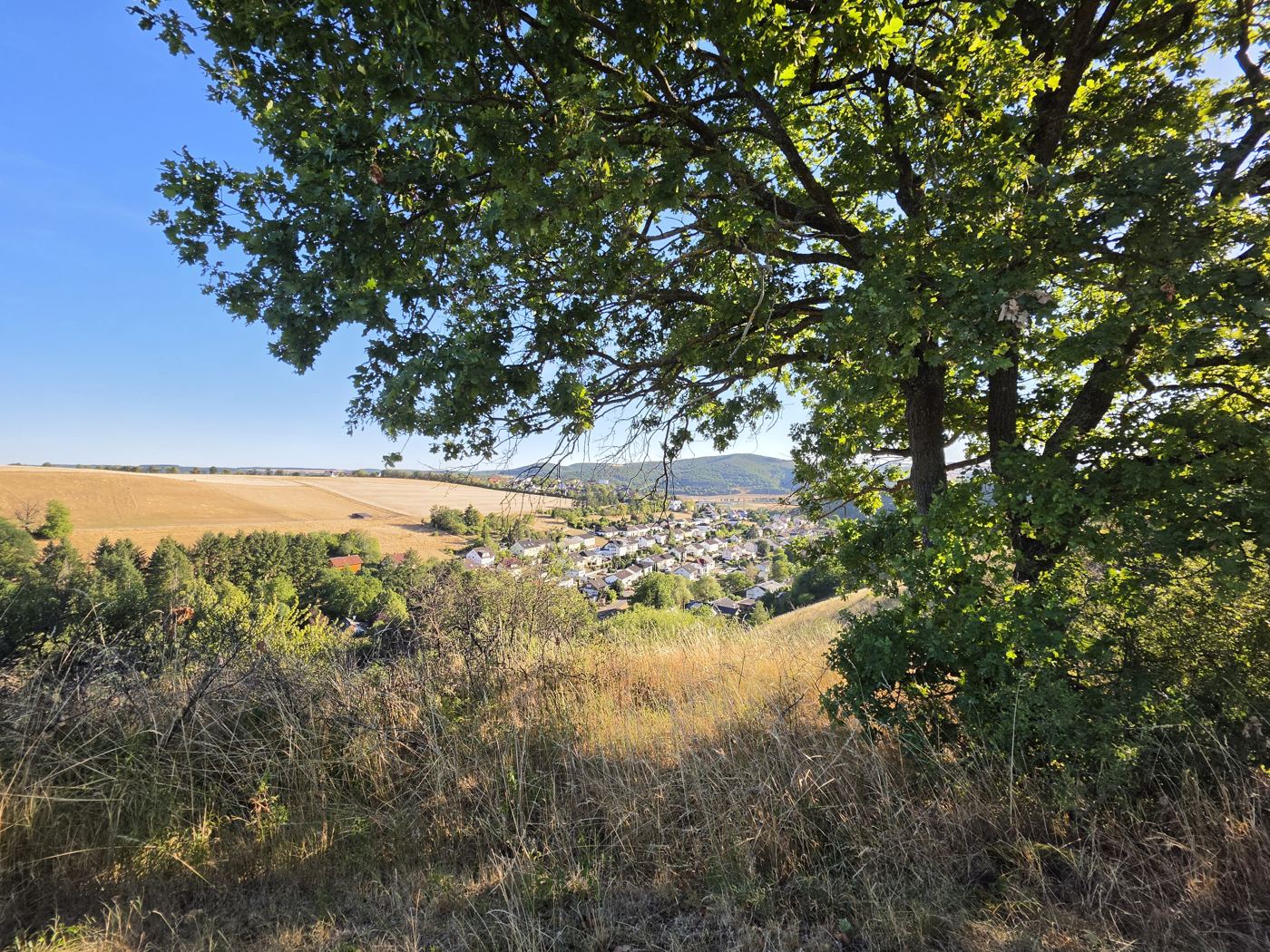 Blick unter einer Eiche hindurch auf abgeerntete Felder und Monzingen im Tal, dahinter bewaldete Hügel