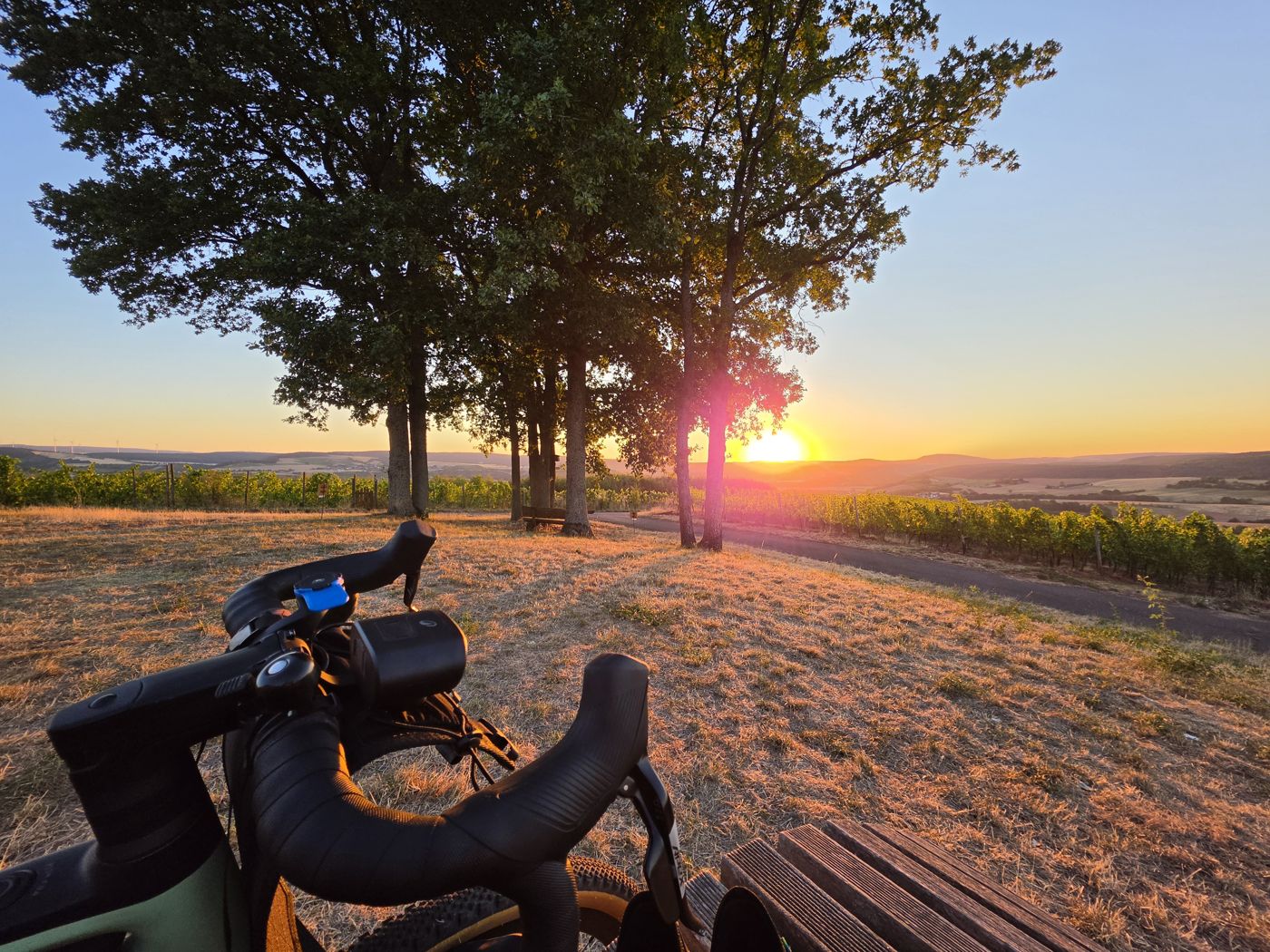 Sonnenaufgang zwischen Eichen über den Weinbergen, im Vordergrund der Lenker des Rades an der Holzliege