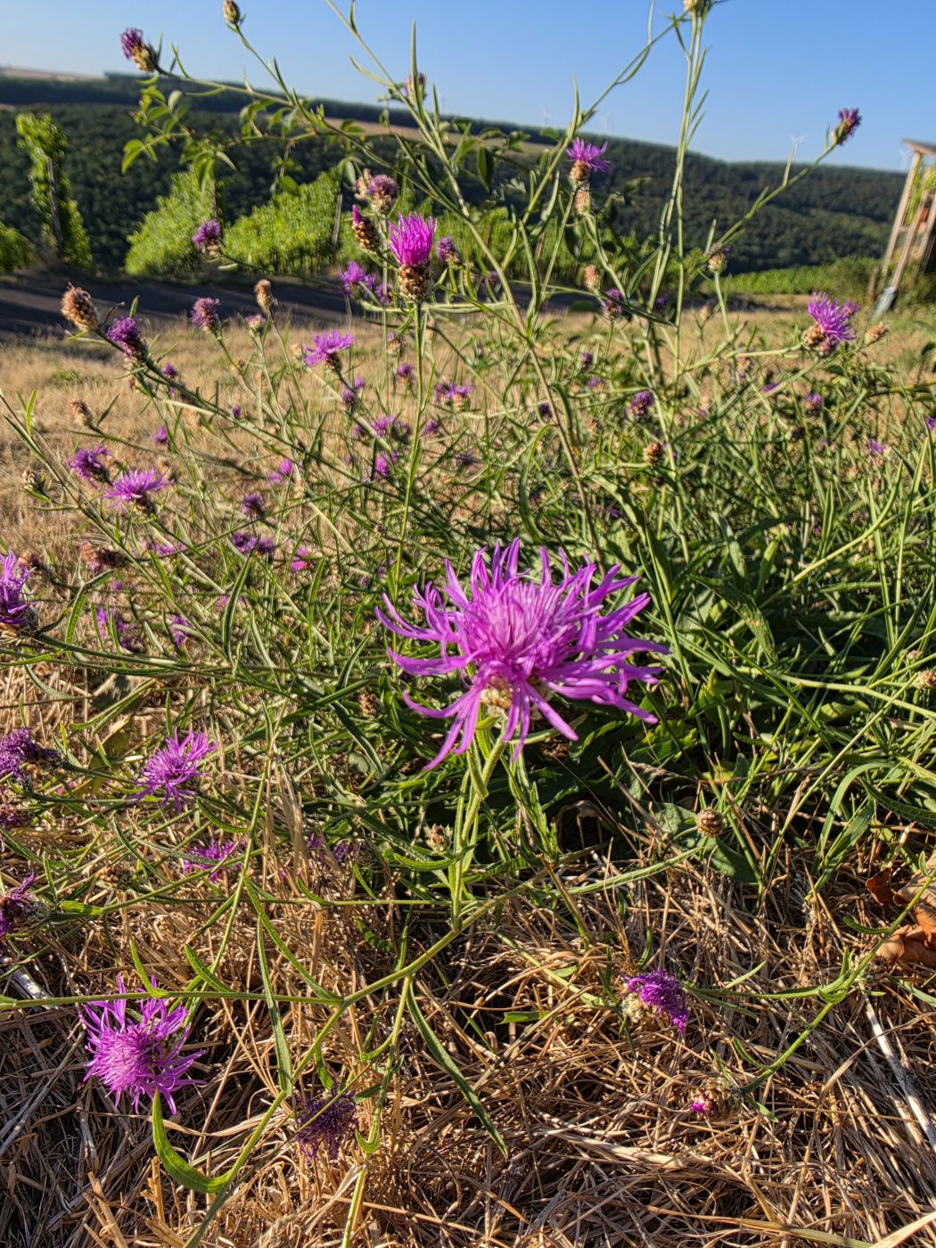 Violette Flockenblumen am trockenen Wiesenhang, dahinter das Tal