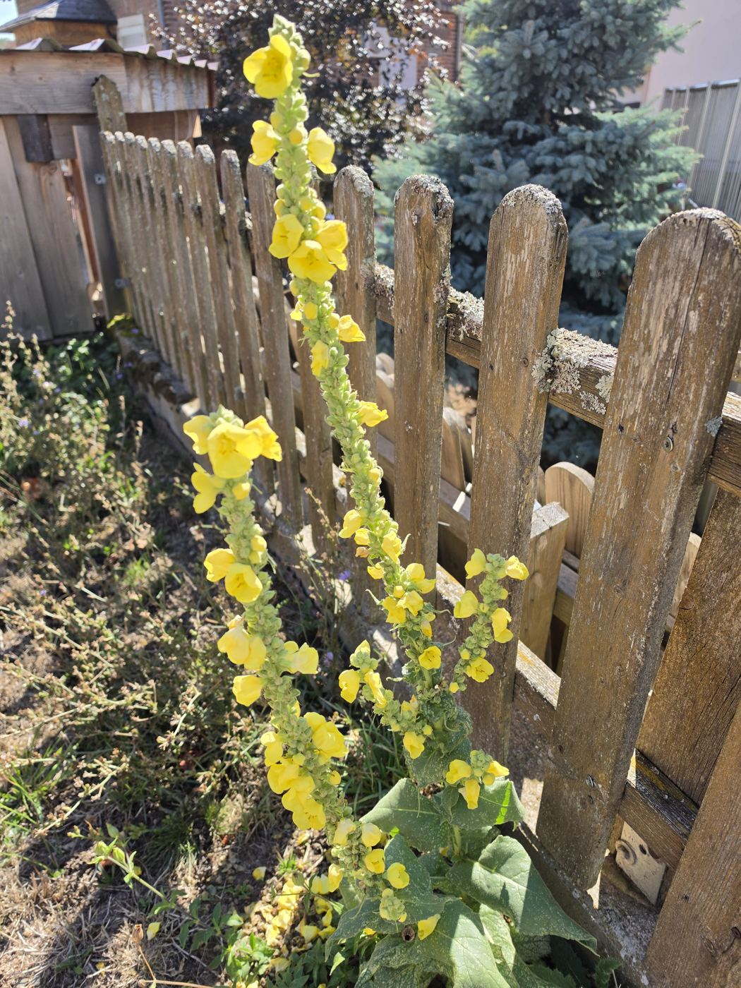 Königskerze am Gartenzaun, ganze Pflanze