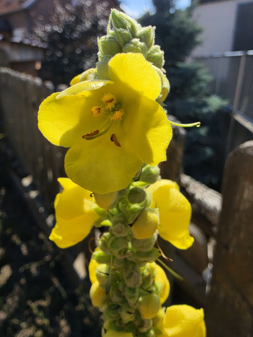 Königskerze, Nahaufnahme der Blüte mit orangen Staubbeuteln