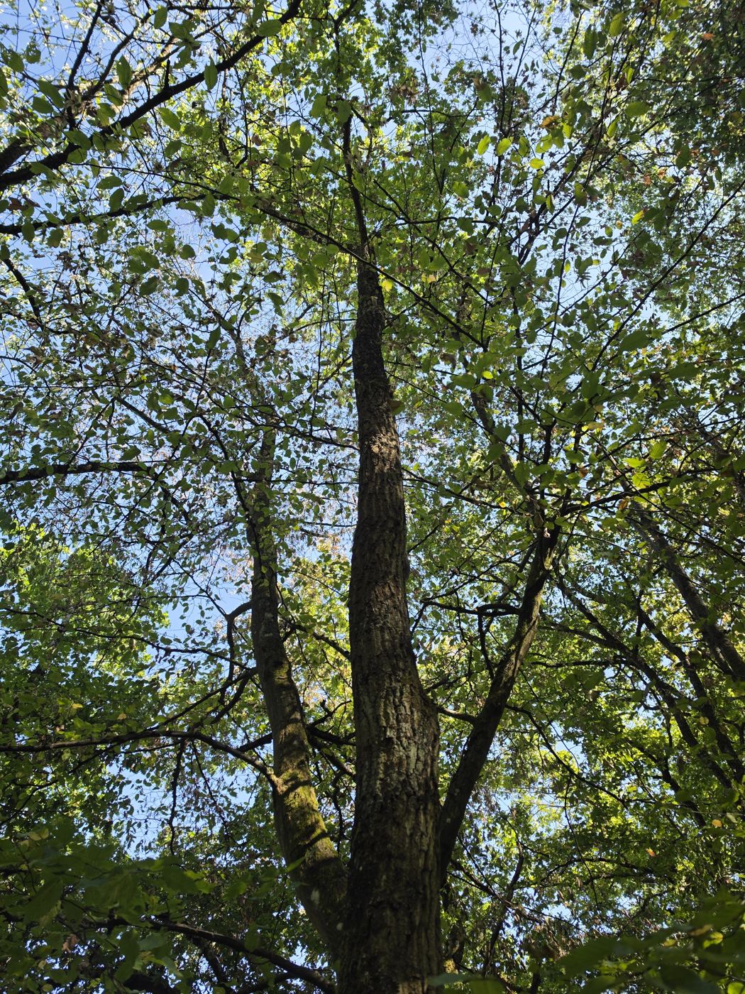 Blick in die Krone der Hainbuche