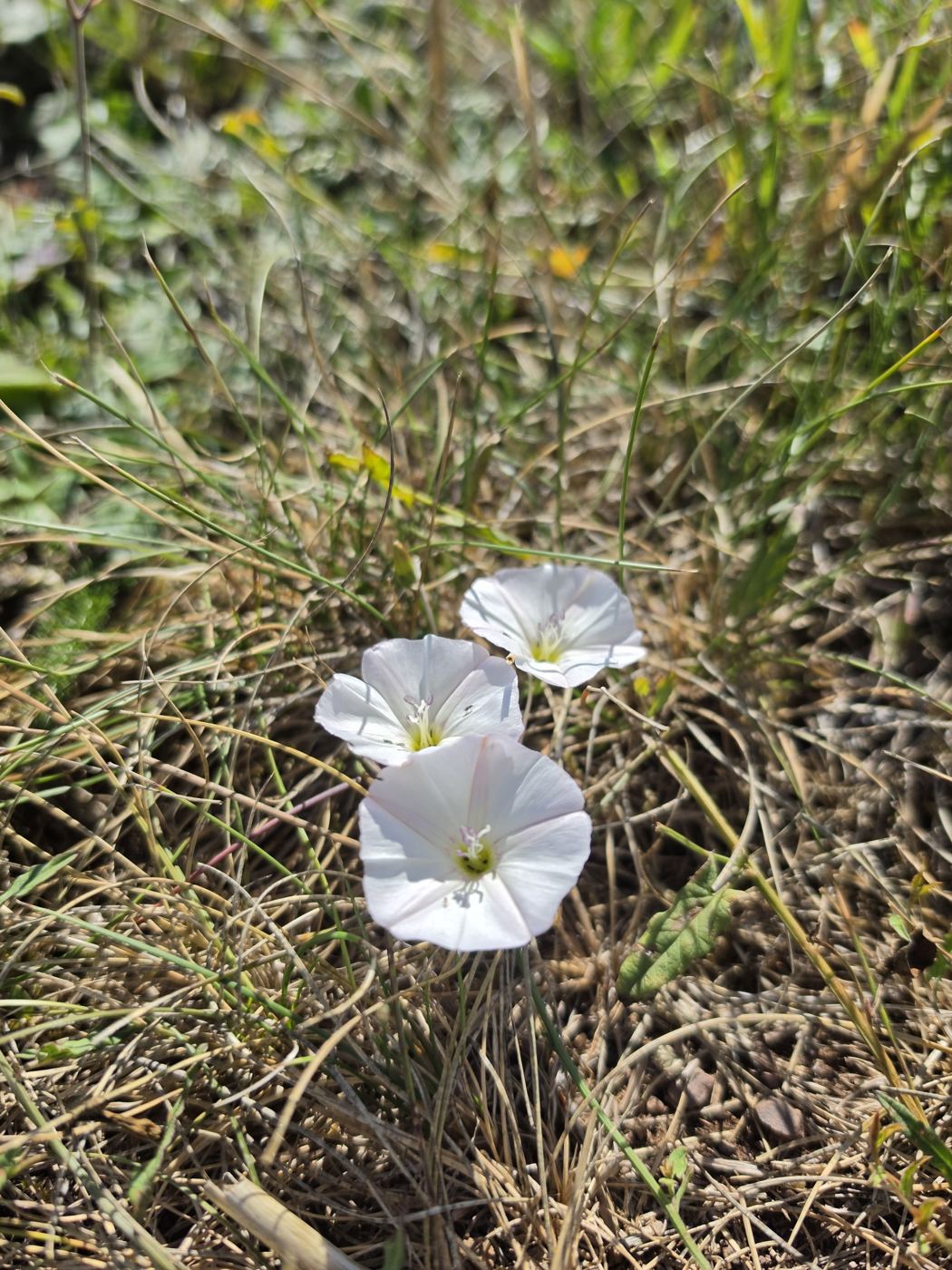 Ackerwinde kriechend im trockenen Gras