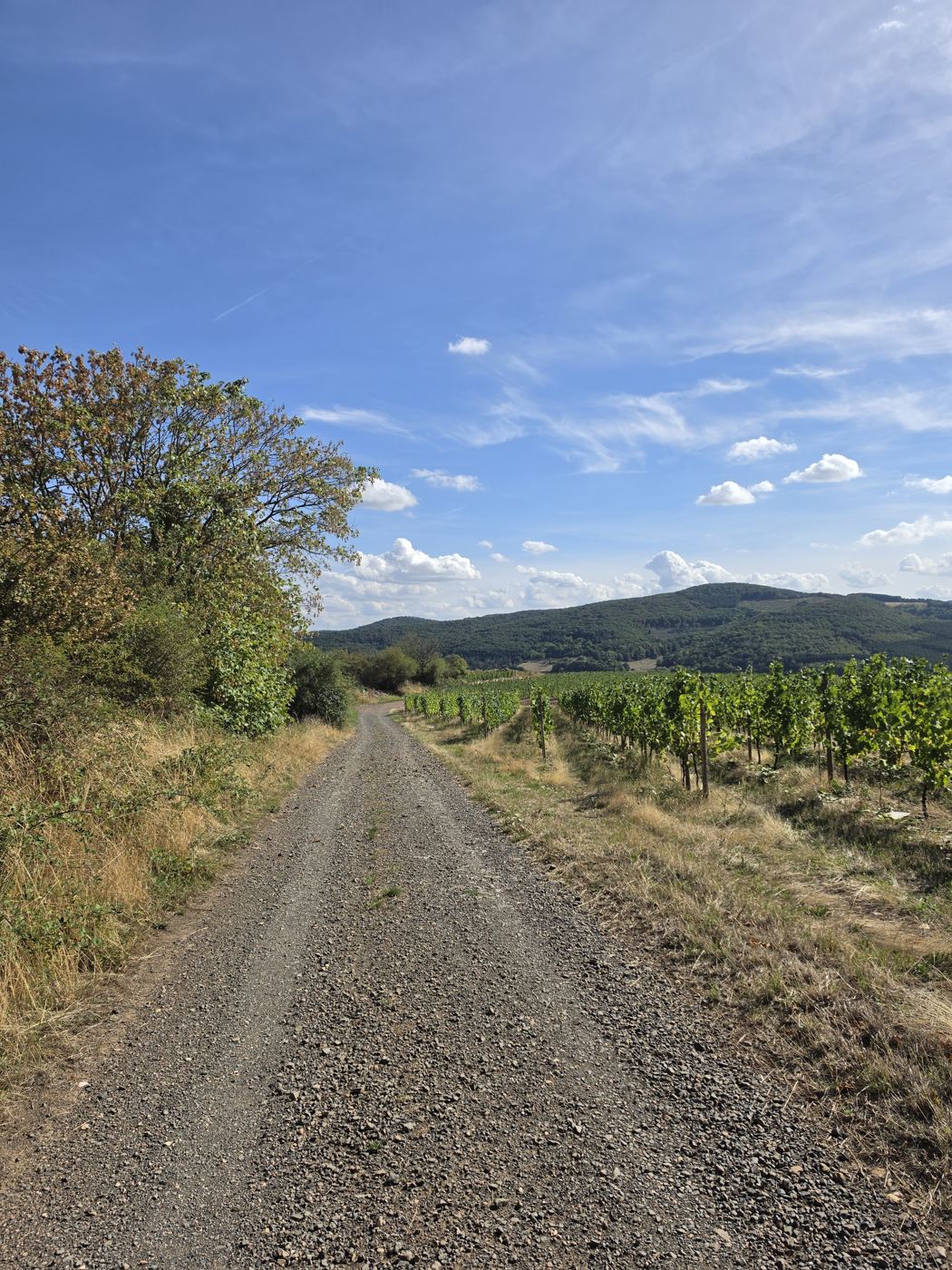 Schotterweg zwischen Hecke und Weinberg, Blick zum Soonwald