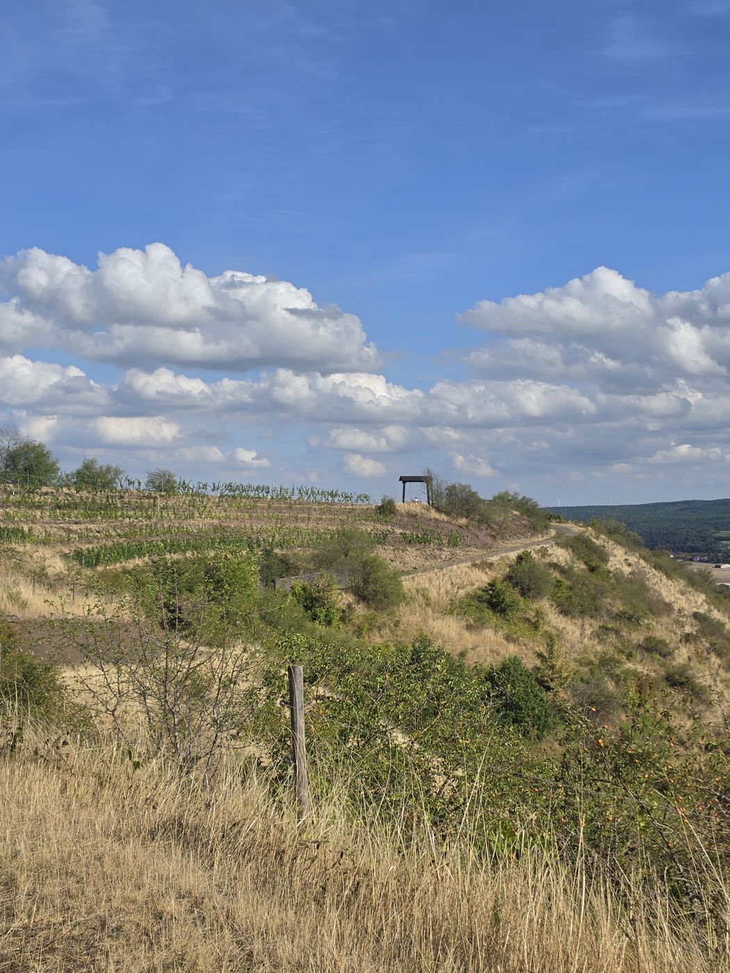 Blick über Weinberge zum Grat, oben die Schaukel